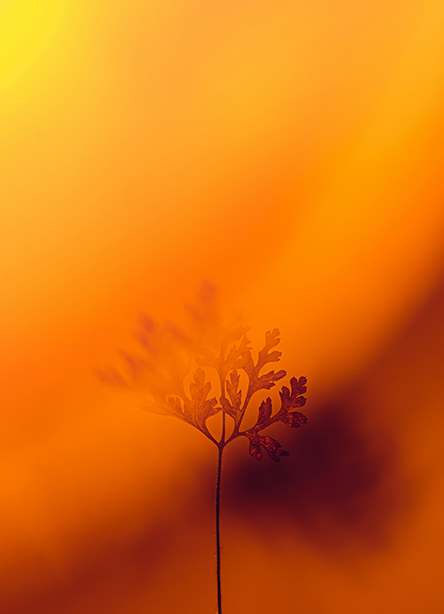 overlapping-img-07